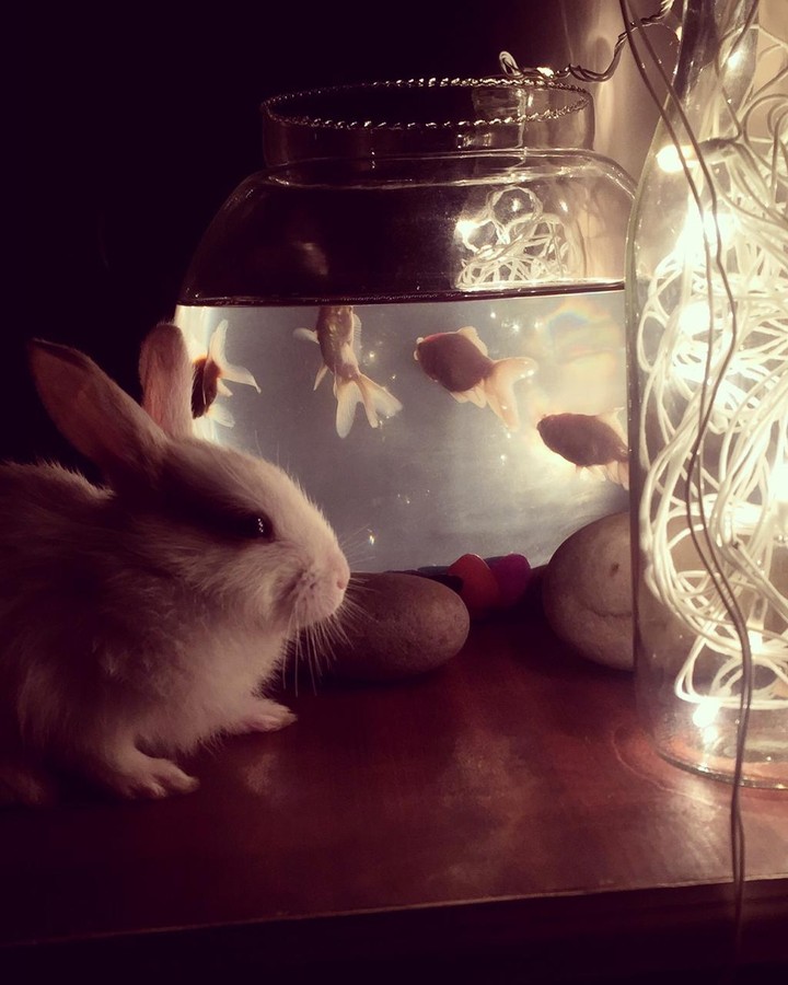 pet love