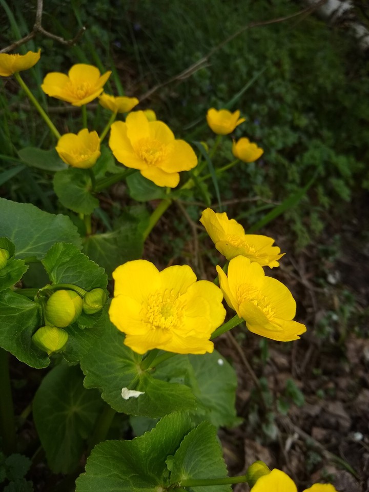 Spring signs