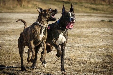 Ares und Balu...