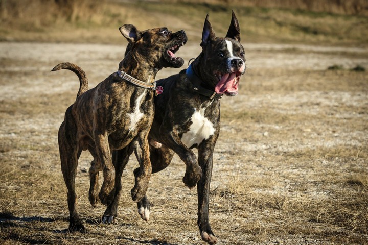 Ares und Balu...