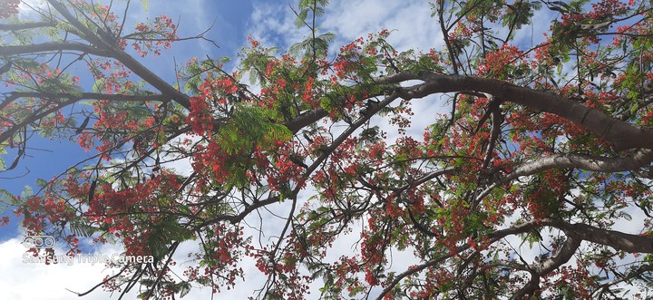 red flower