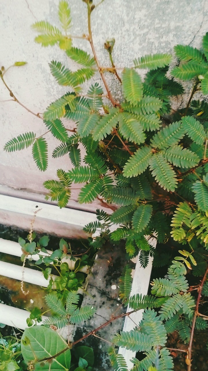Mimosa