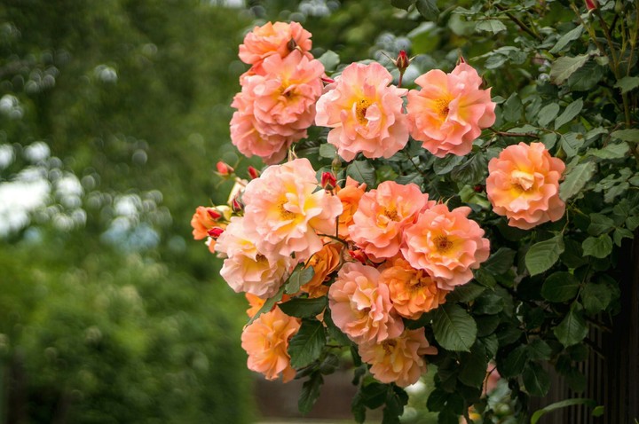 rosas