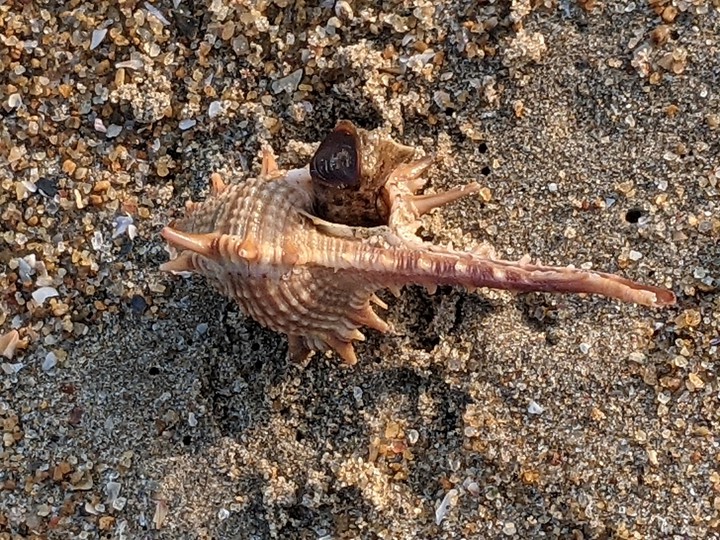 Sea creature