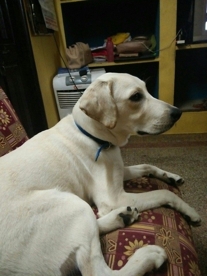 dogs are always cute