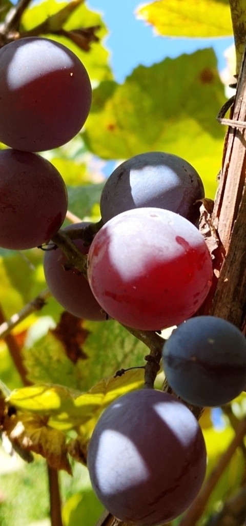 fondos de pantalla fruit, grape