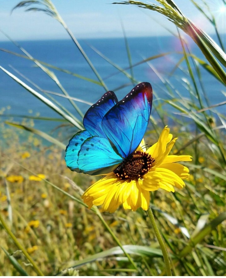 BUTTERFLY