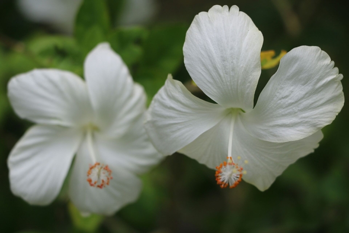 white hibiscus