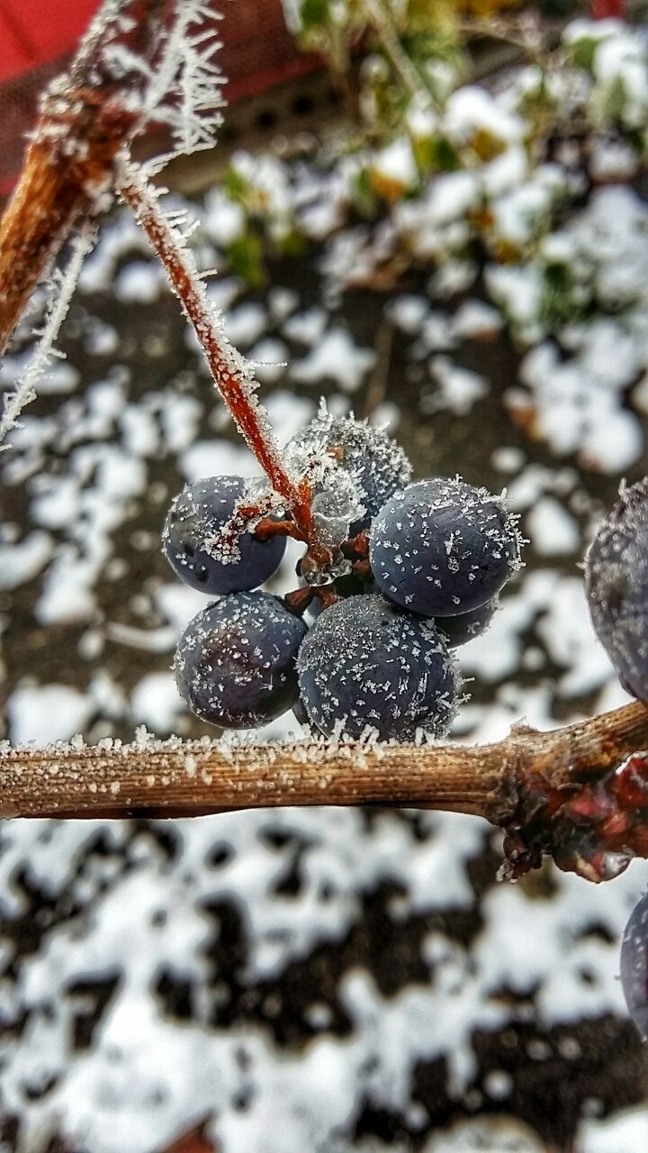Grape