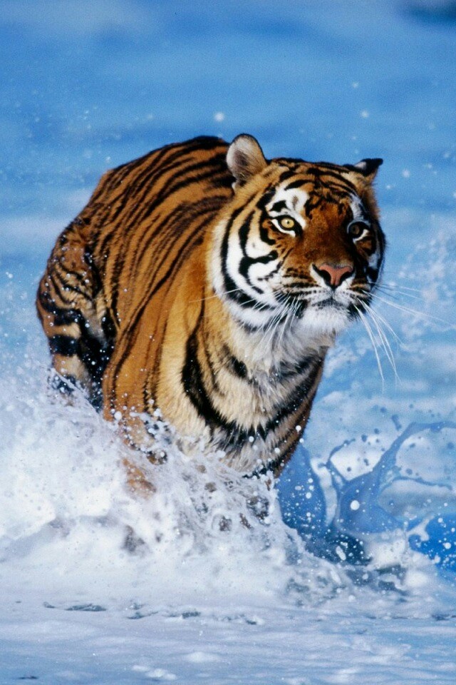 Correre nel acqua.