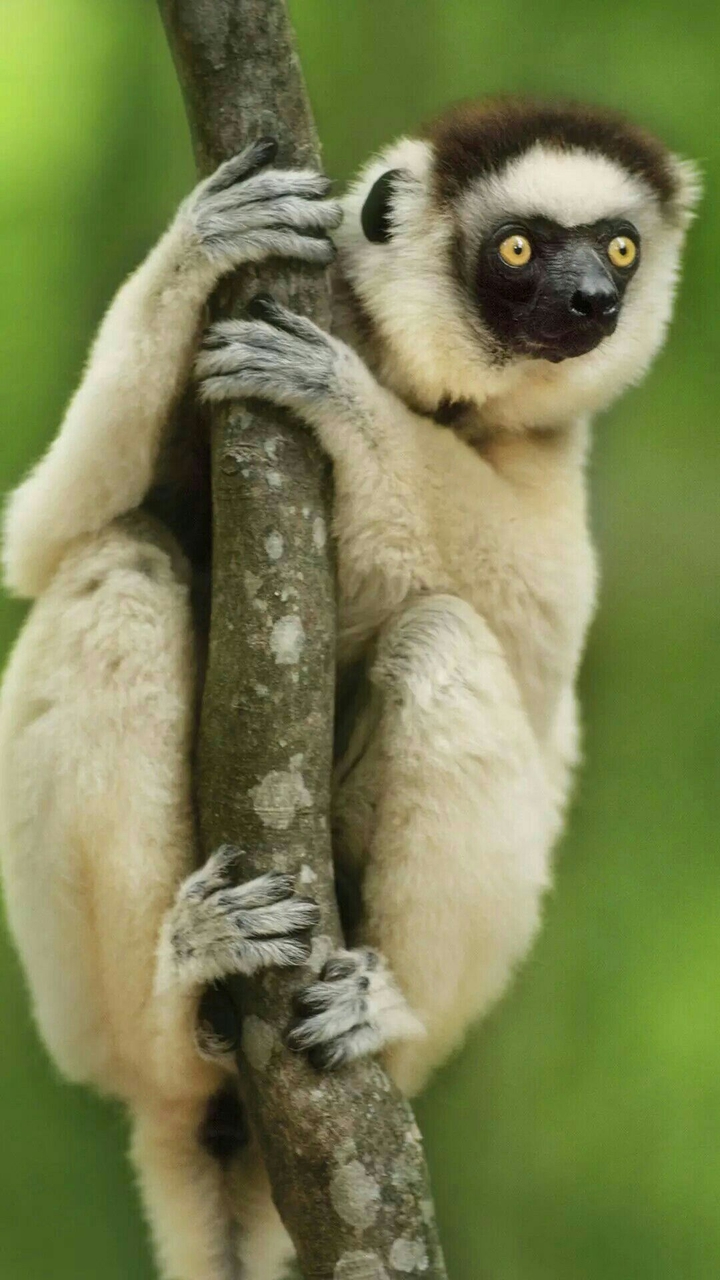 animal