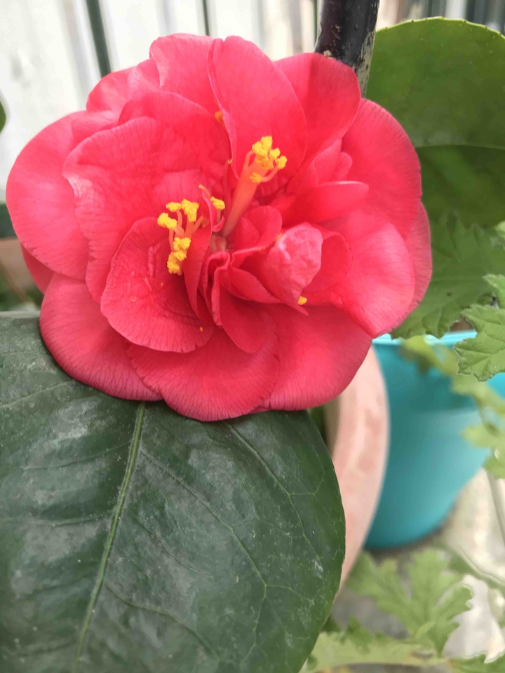 camelia