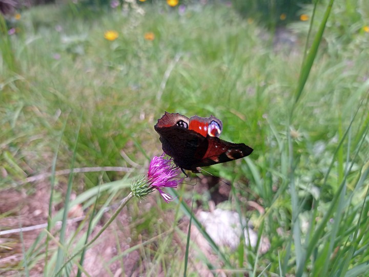 beautiful meadow with butterflies