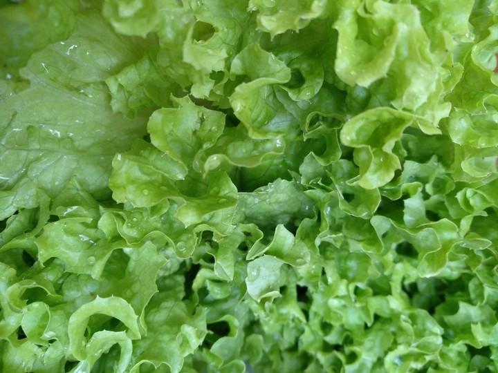 Зелень Salad Салат Vegetables Verdure