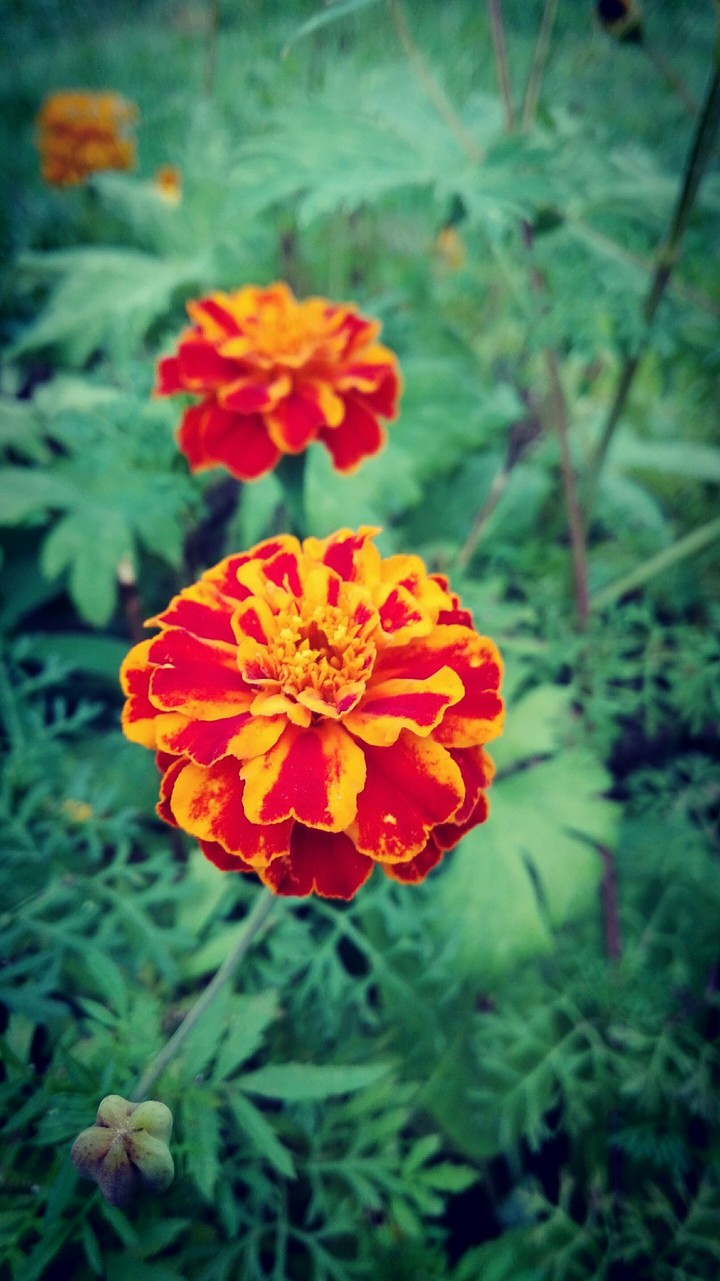 yellow & red