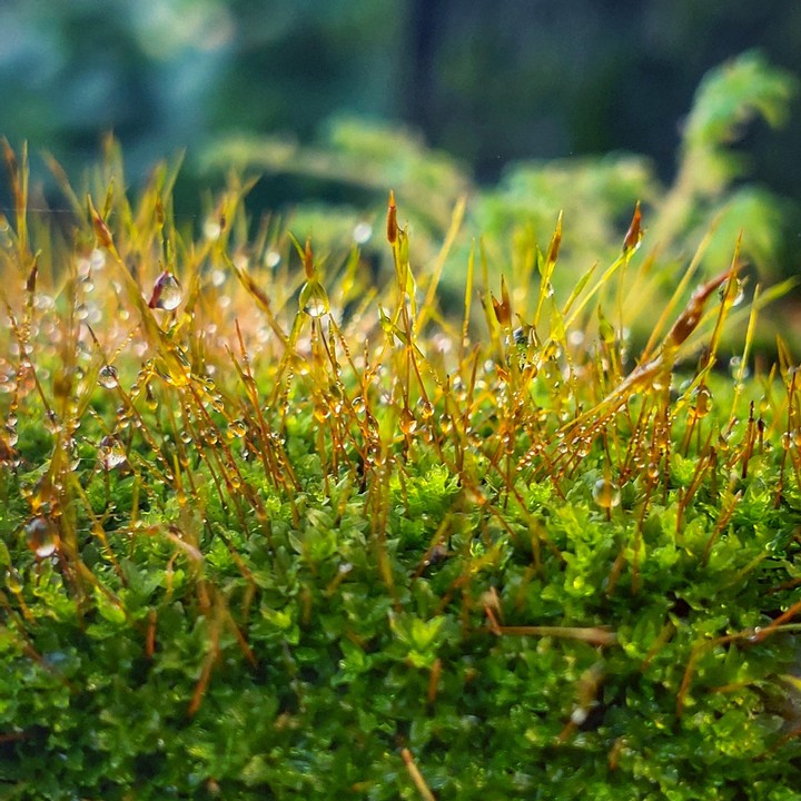 drops of water