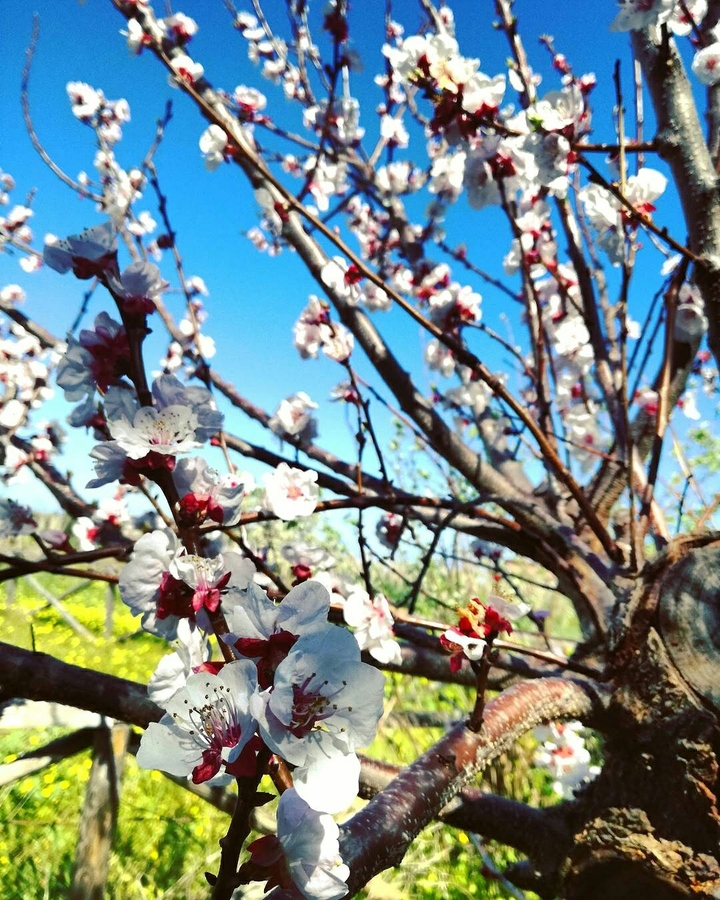 Spring