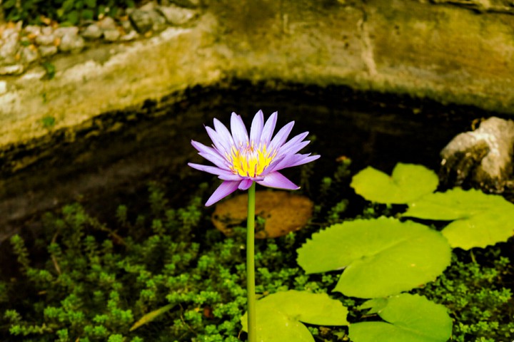 purple lotus