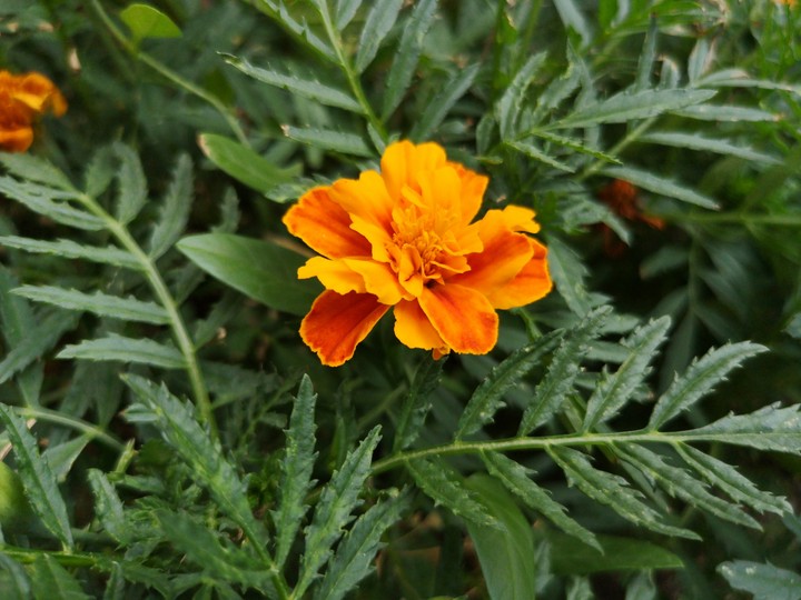 flower