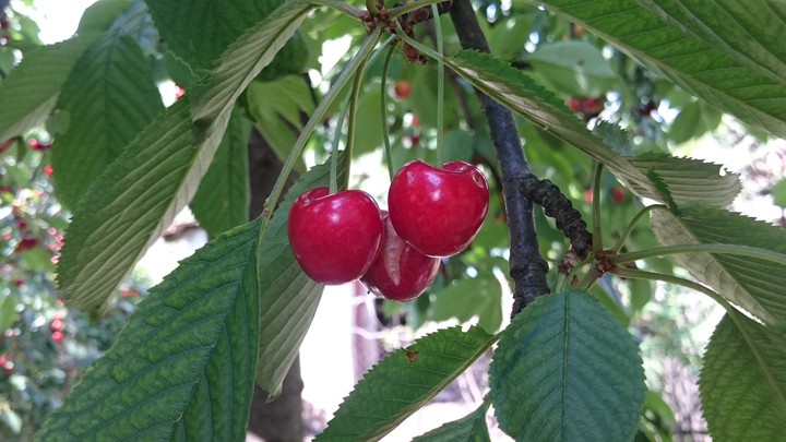 Cherry