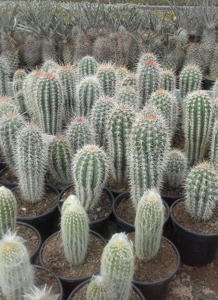 cactos
