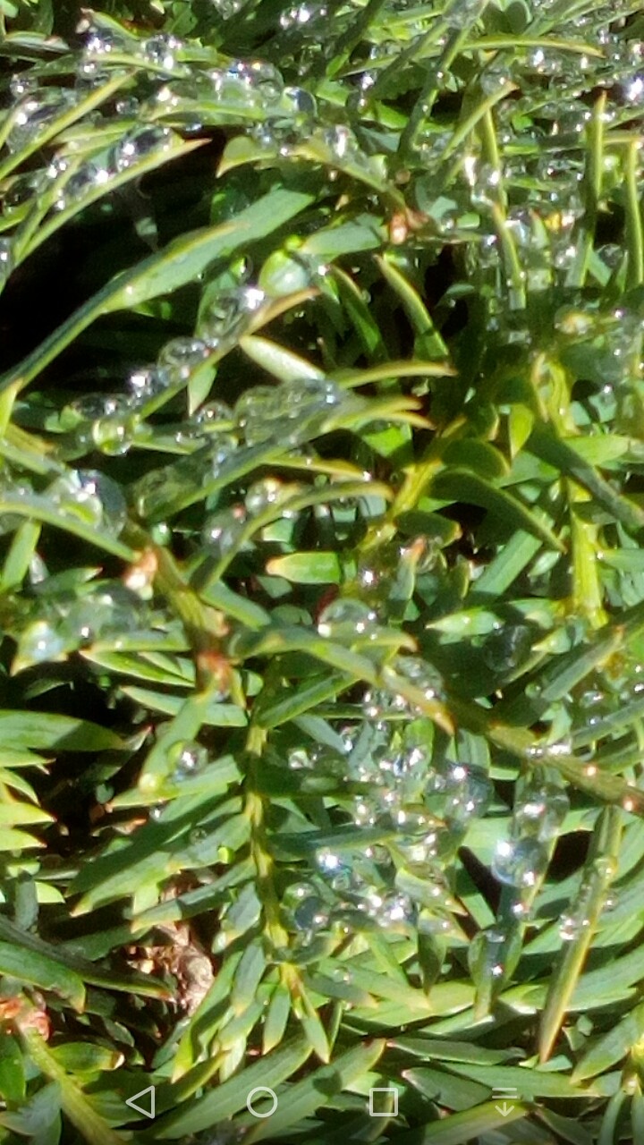 nature