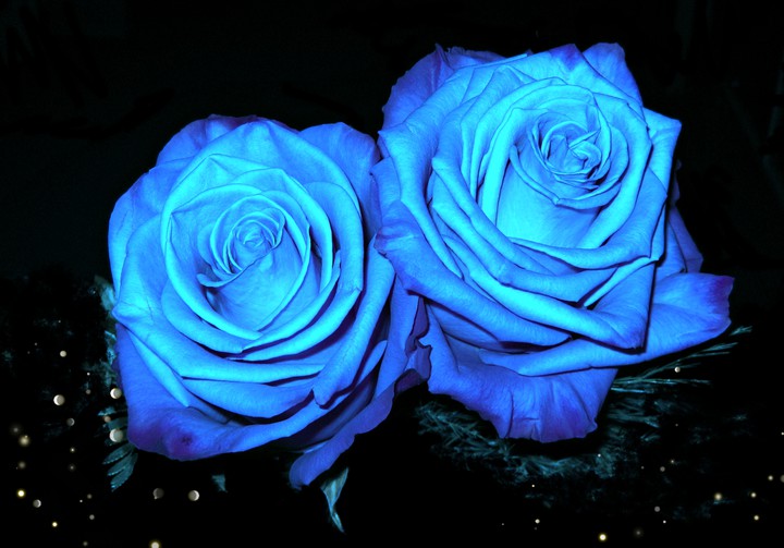Roses