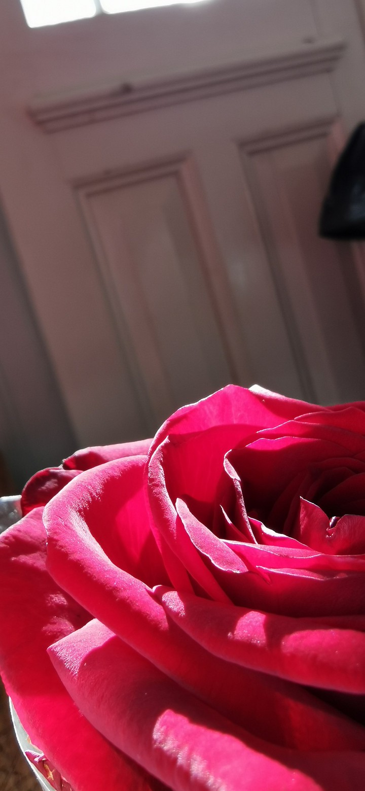Roses Are Red
