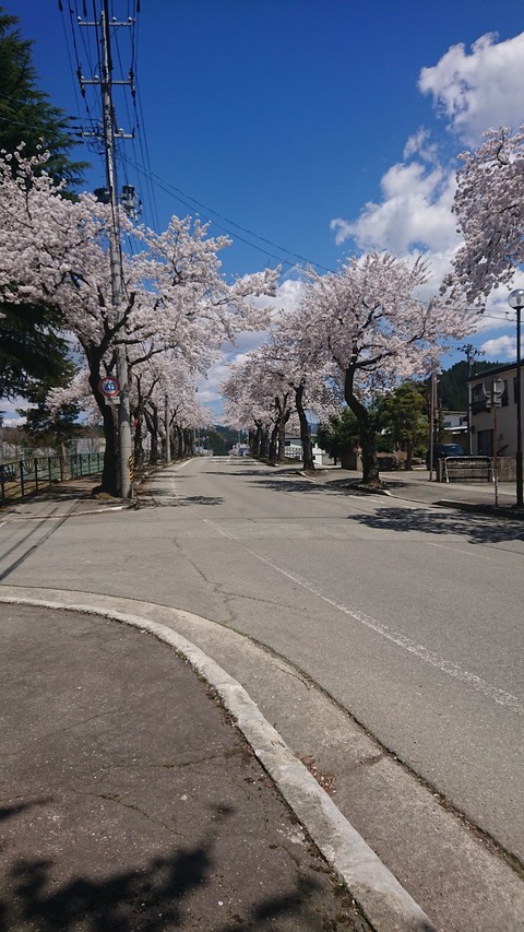 桜並木