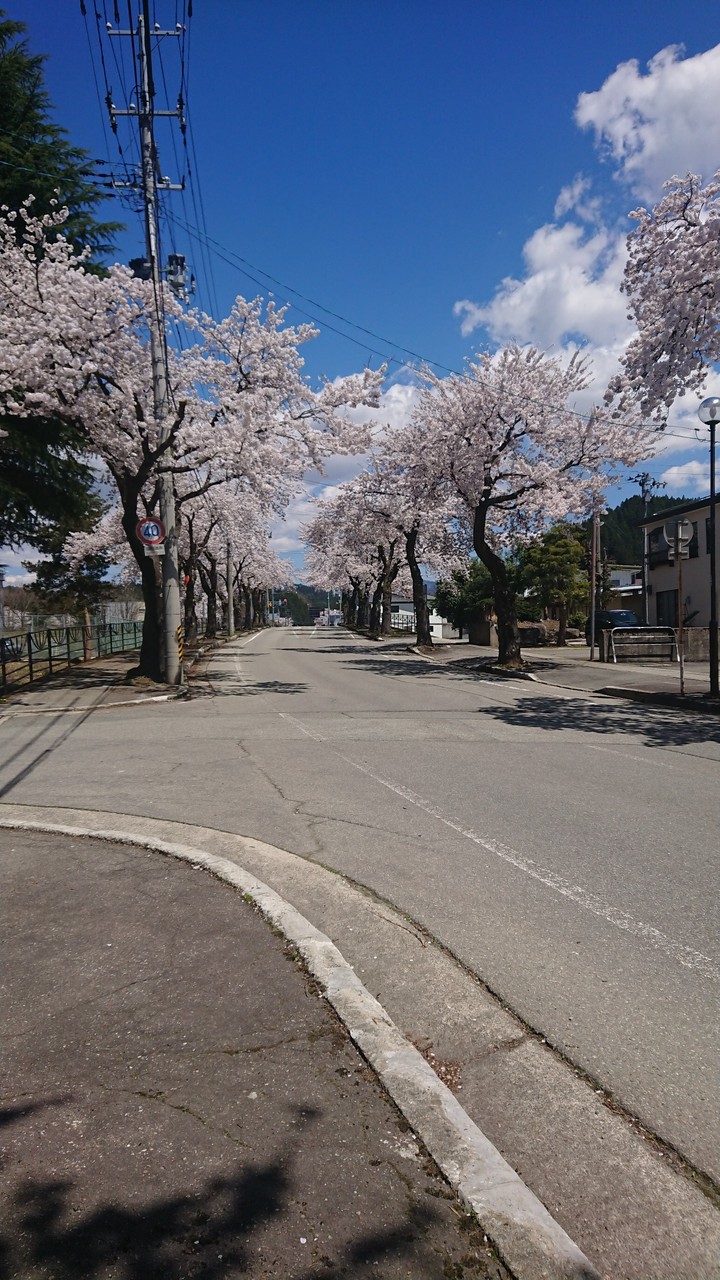 桜並木