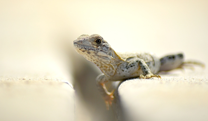 lizard