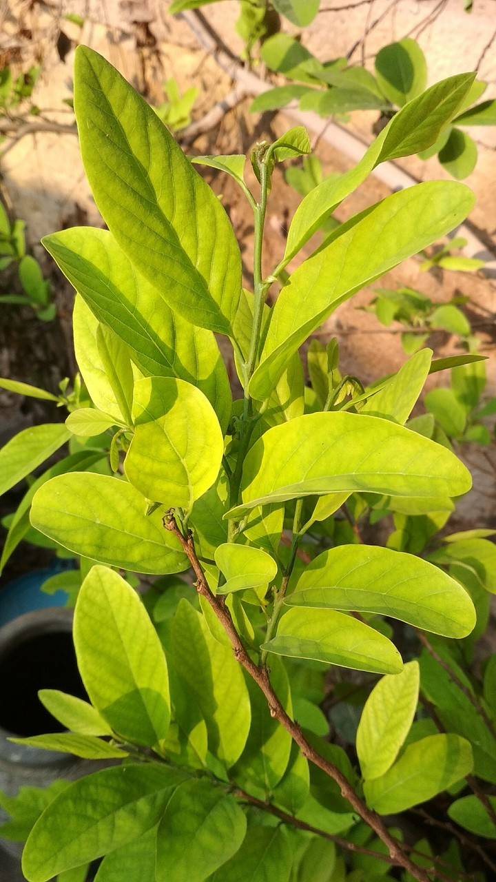 #Leaf