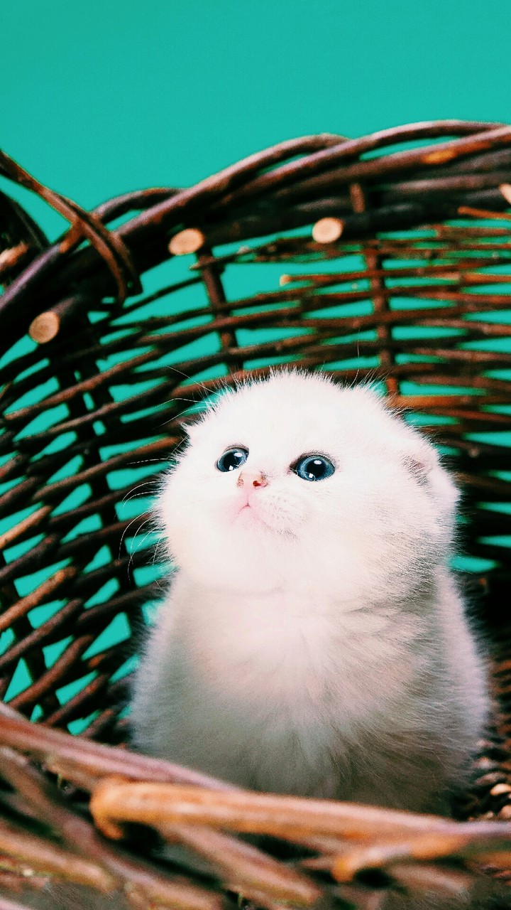 sweet