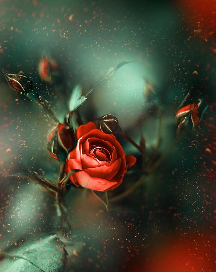 Roses & Bokeh