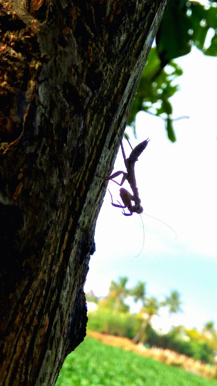 Small insects