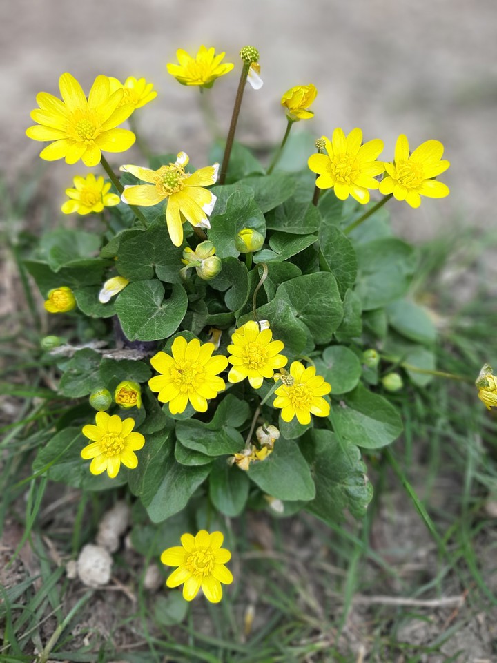 Spring