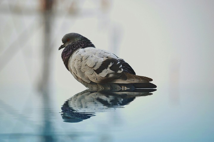 pigeon