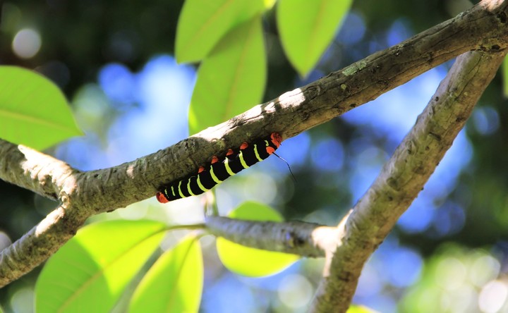 Caterpillar