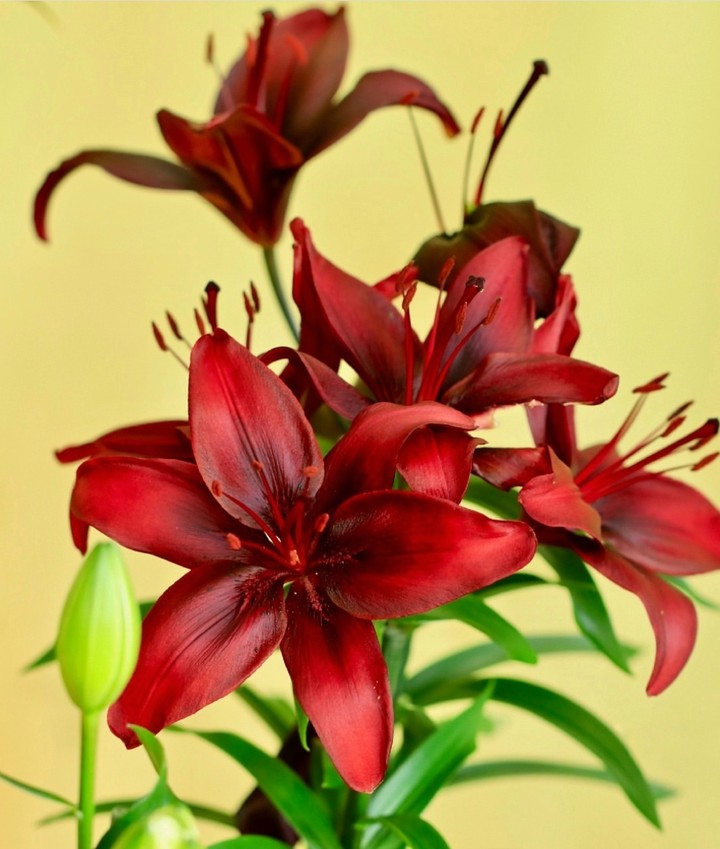 Lilly