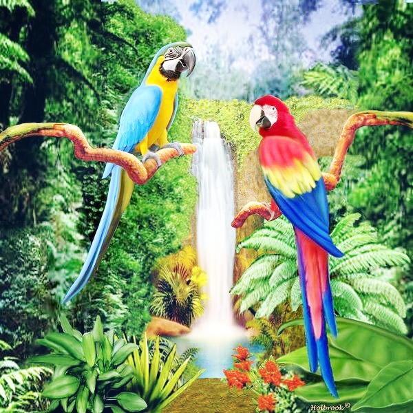 Macaw (•‾⌣‾•)و ̑̑♡