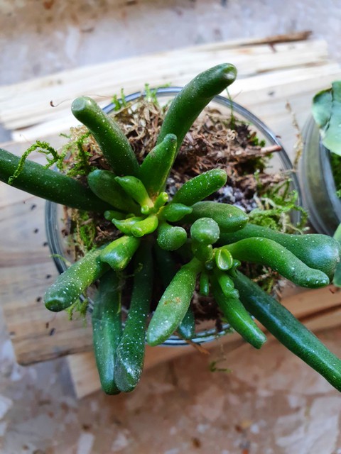 Plant