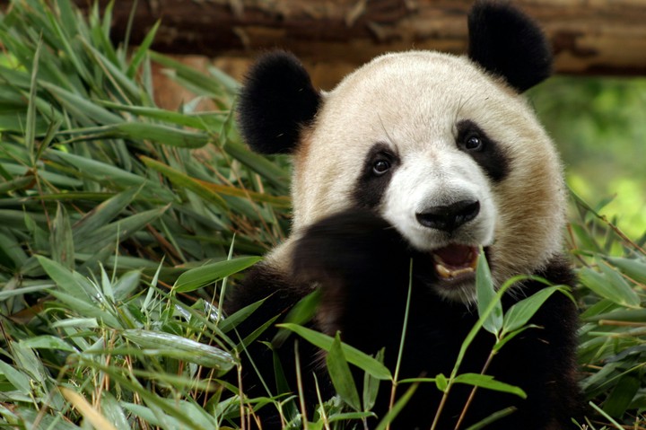 panda 