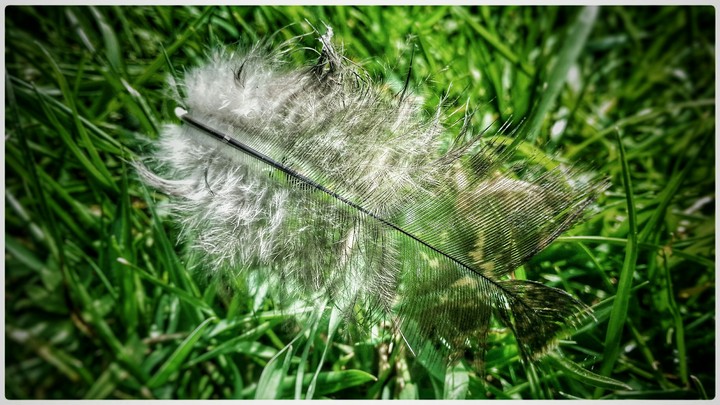 feather on a farm