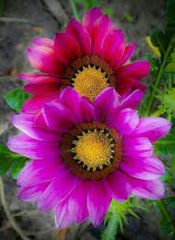 Pink flowers.