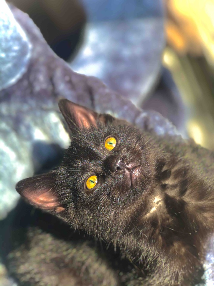 meow 2