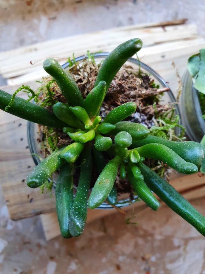 Plant