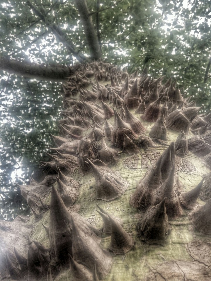 Árbol Palo Borracho