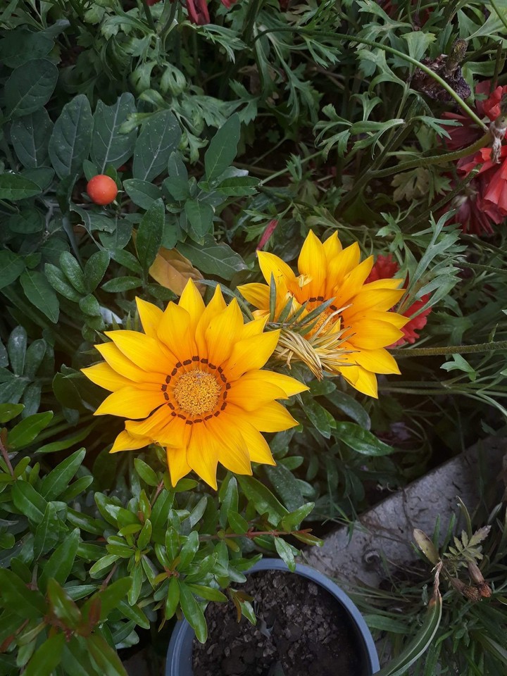 flowers