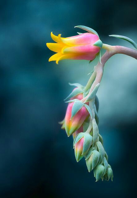 beautiful flowers