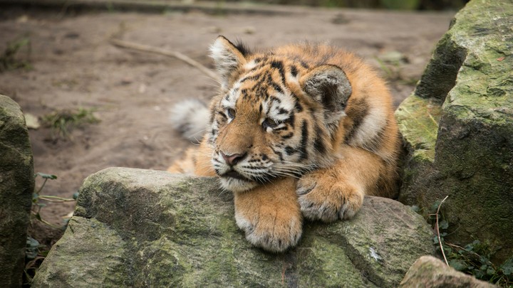 Tiger Cub
